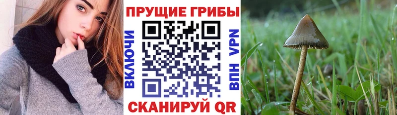 сколько стоит  Горбатов  Галлюциногенные грибы мухоморы 